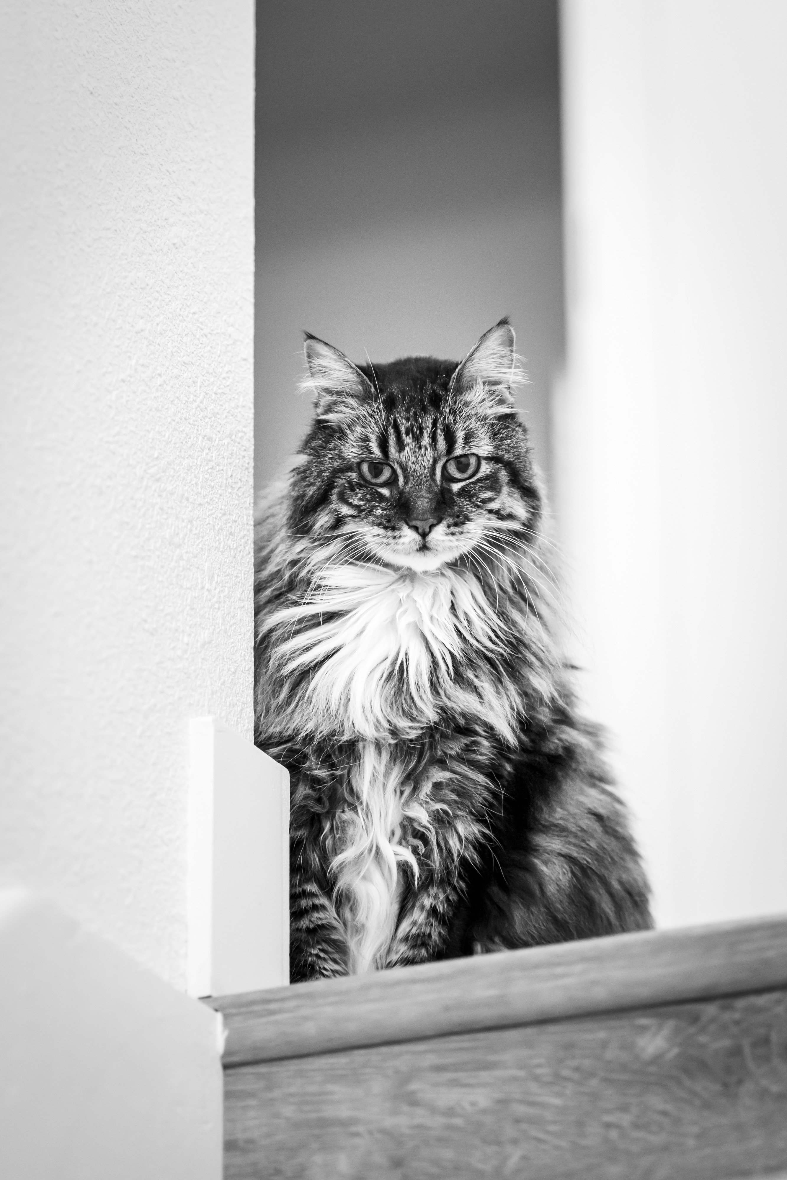 Long hair cat sitting at the top of the stairs staring at the photographer.