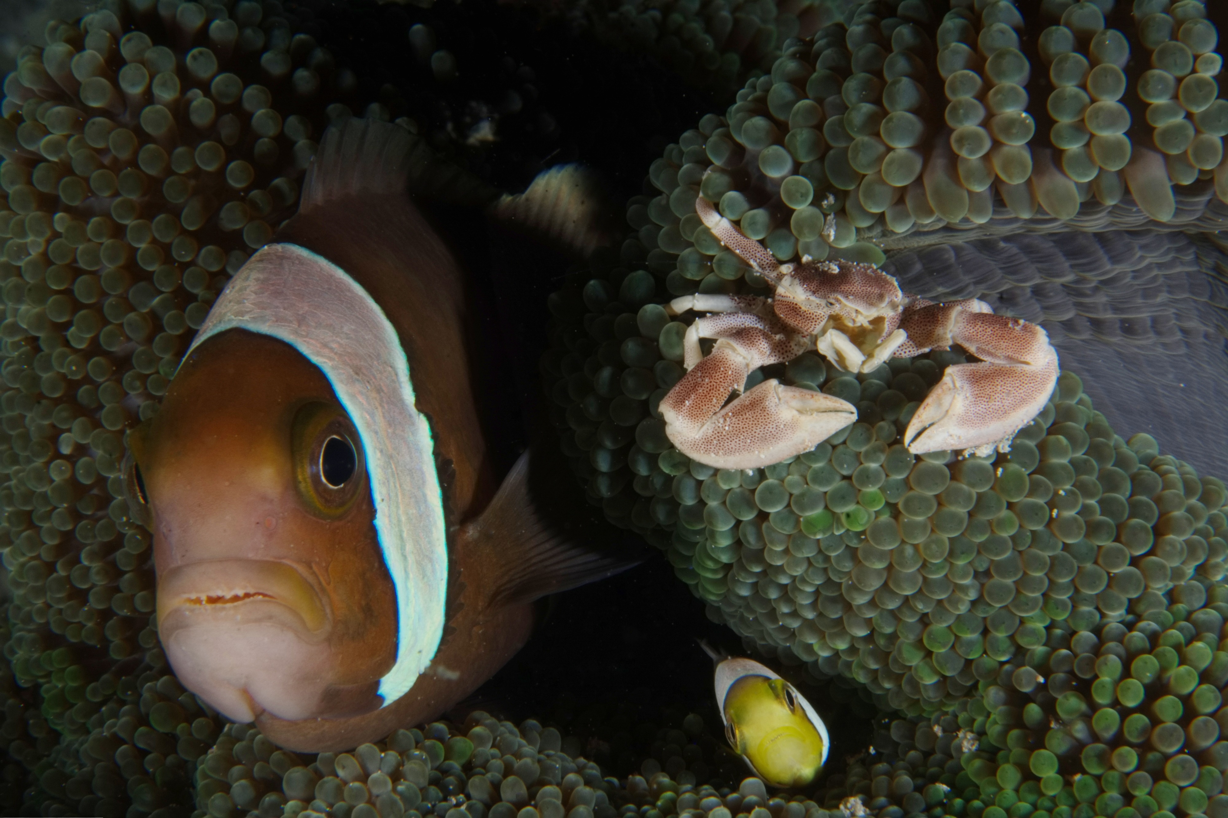 A green anemone, with a crab sitting on the surface on the right and two fish peering at the camera from folds in the anemone's structure.
The crab is white with red spots on its upper surfaces; it has relatively large claws.
The fish on the left has an orange face with a white bar behind its eyes; the rest of its body is in darkness. A small fish under the crab is similar but has a yellow face.

The anemonefish is Amphiprion sp. (can't tell the species from this shot as we can't see the whole fish. The crab is a Spotted Porcelain Crab (Neopetrolisthes maculatus). I have no idea what the anemone is.
