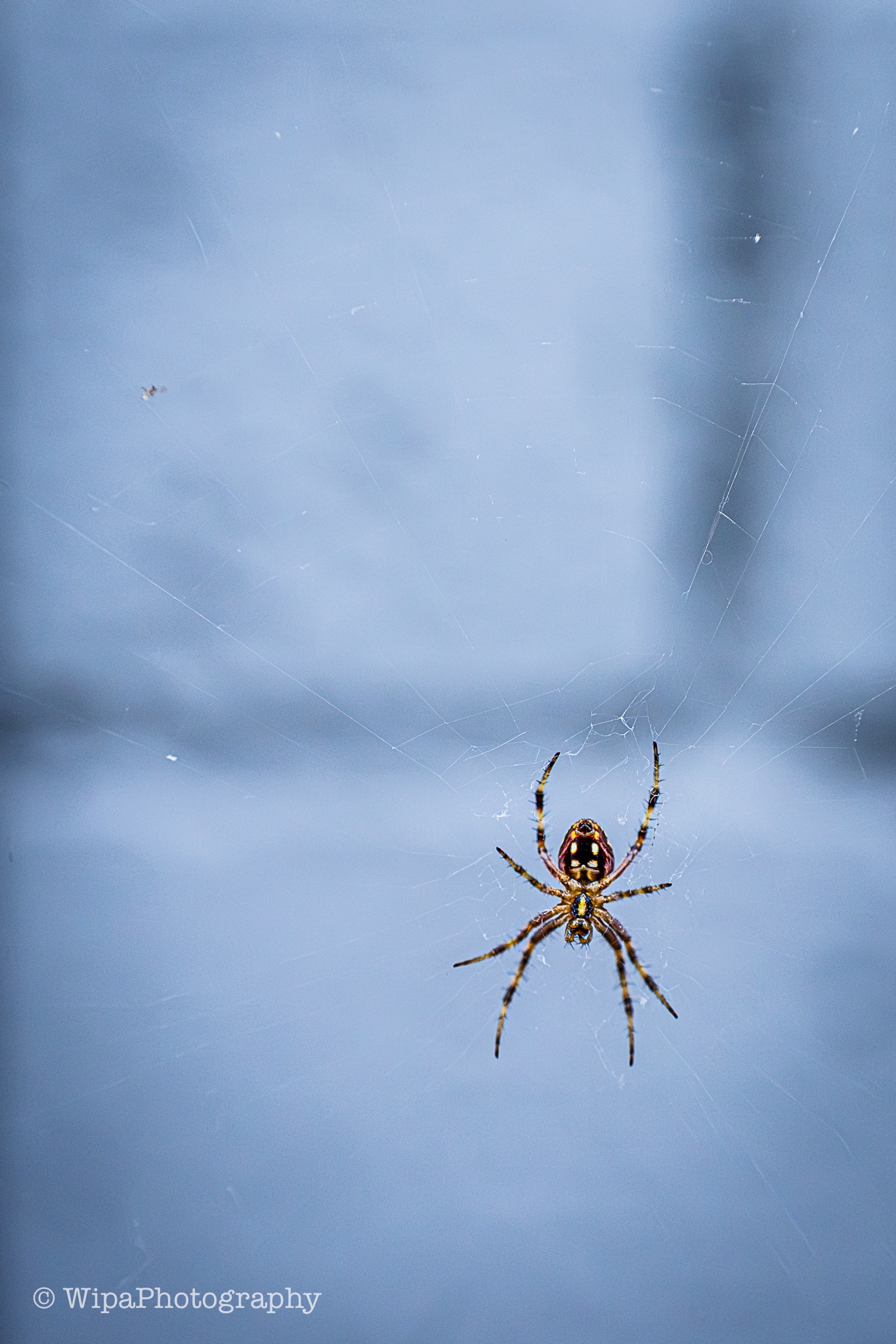 A close up macro shot of a spider hanging out on its web -- type and gender is unknown