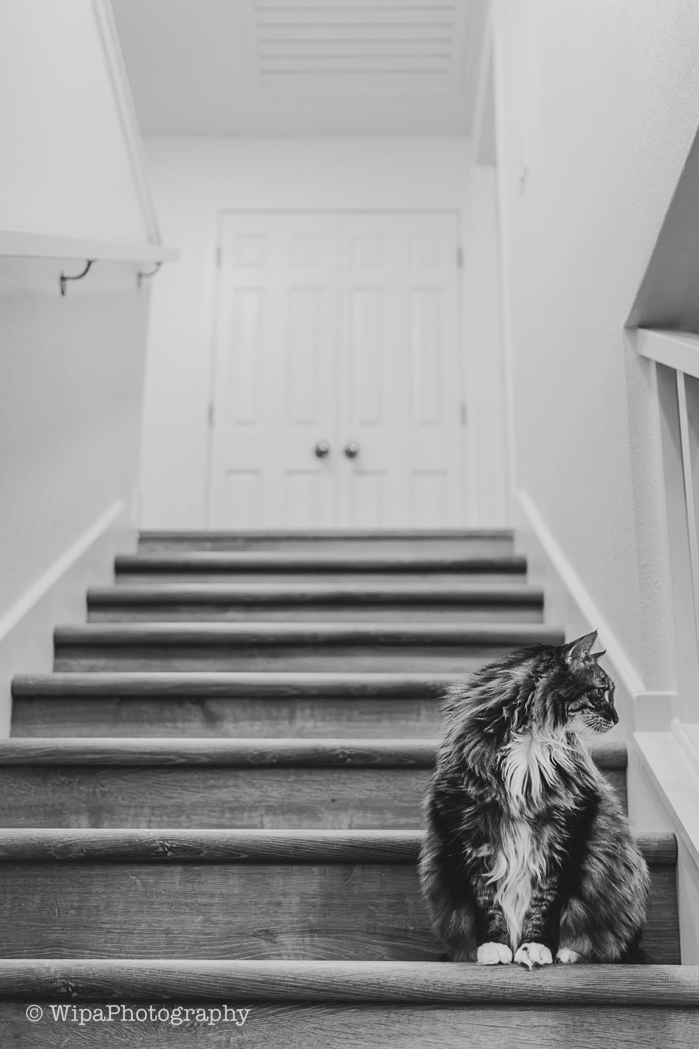Image of a long-haired cat sitting on a staircase at the bottom step and looking away to the right of the frame, instead of looking at the camera. The photo is taken from the bottom of the stairs aiming upstairs
