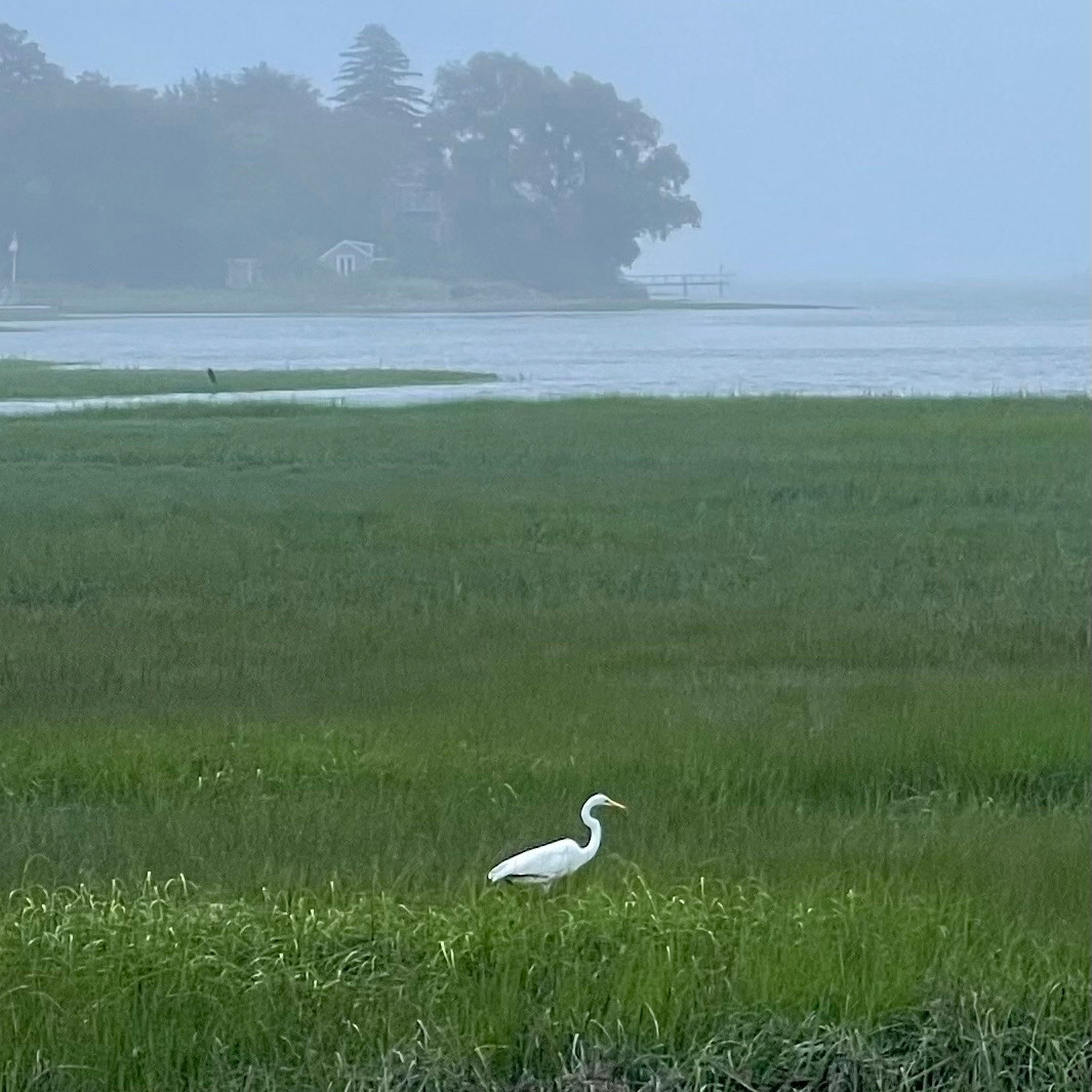 Martini Shot 🎬🍸