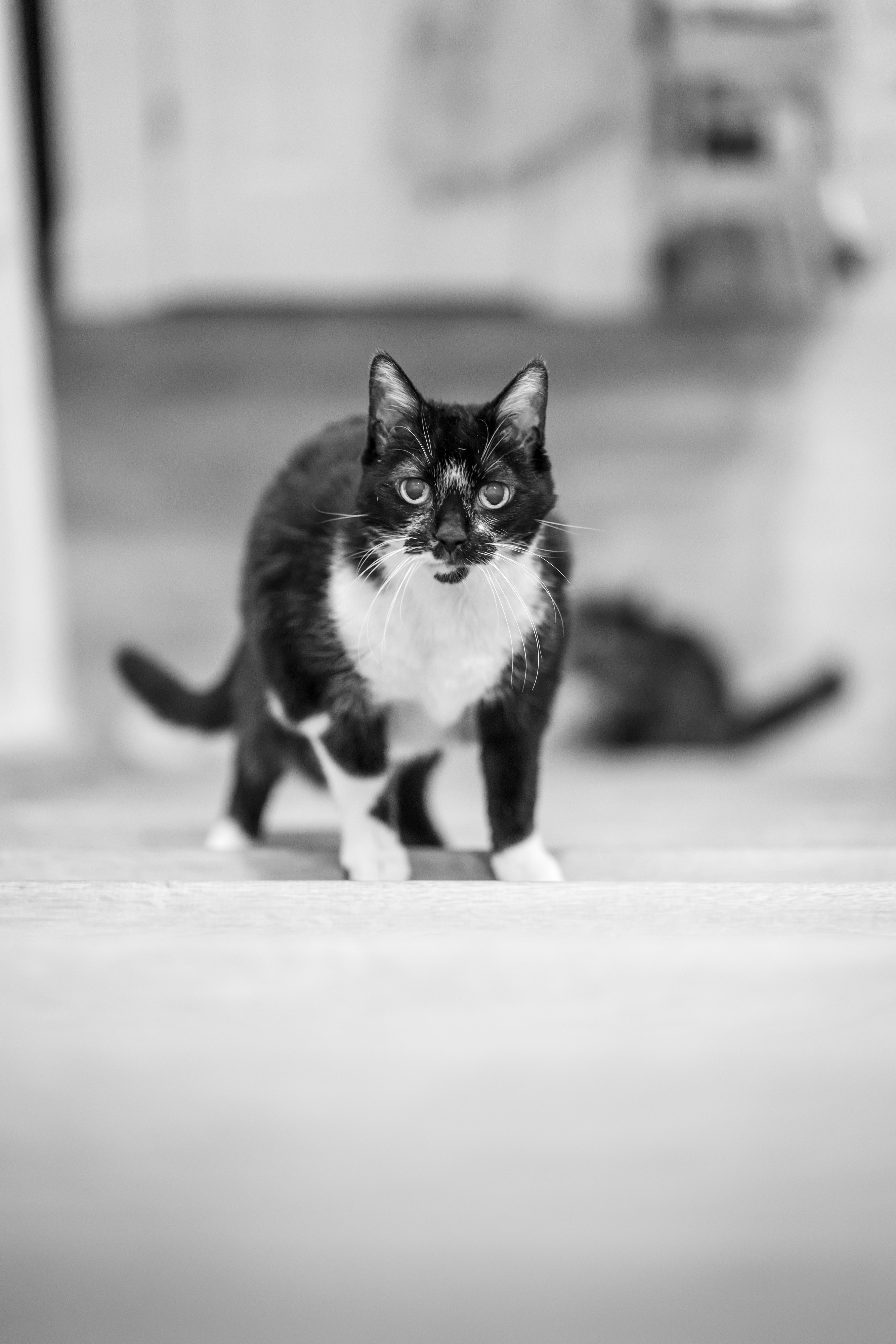 Image of a tuxedo cat walking up the stairs, looking at the camera. in the very far back downstairs there’s a silhouette of another car ￼